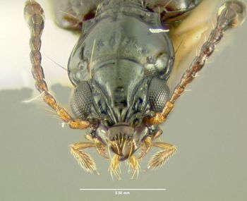 Media type: image;   Entomology 602197 Aspect: head frontal view